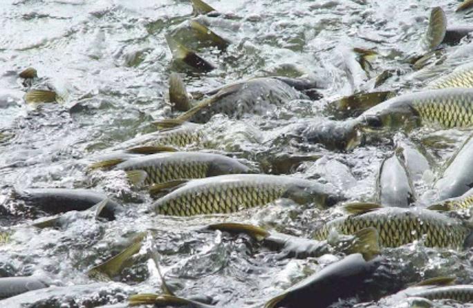 水產養殖品牌的營銷策略方案