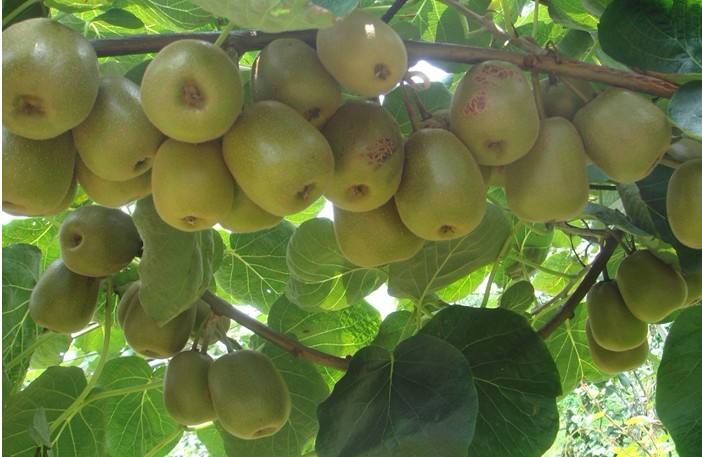 農業品牌策劃：銷售獼猴桃時做品牌策劃的創意分析