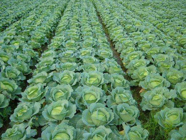 農業品牌策劃的作用是什么呢？