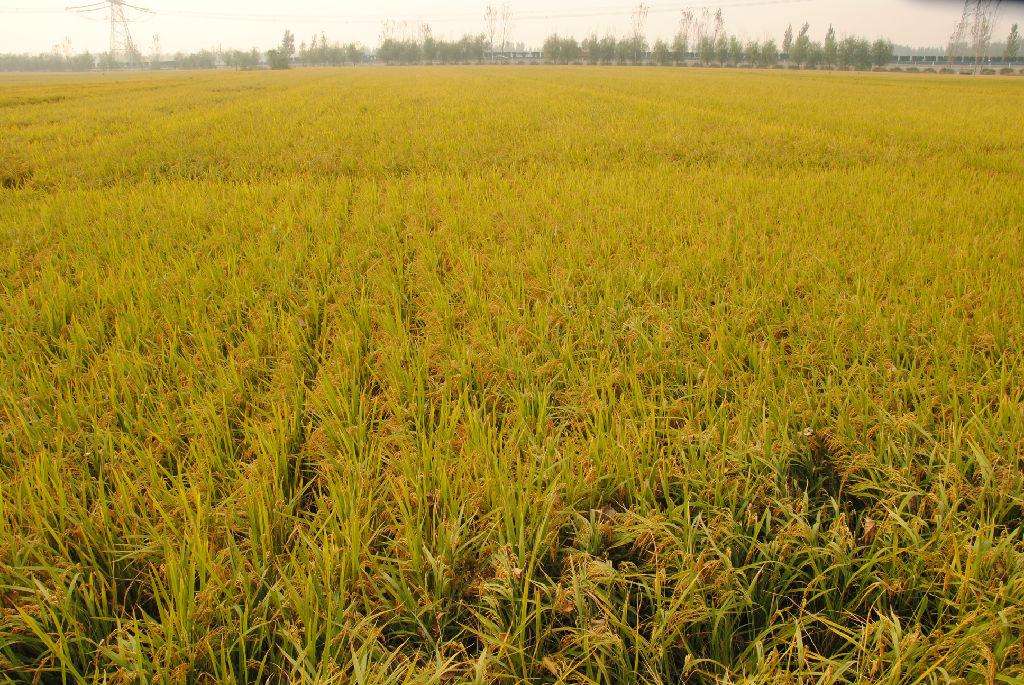 品牌定位，農業品牌定位，大米品牌定位