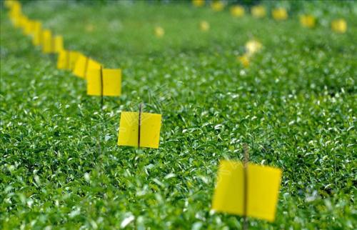 農業品牌策劃，農業品牌策劃公司