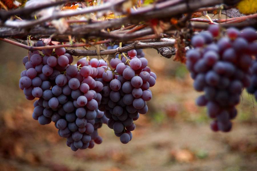 農(nóng)業(yè)品牌營(yíng)銷，葡萄品牌營(yíng)銷