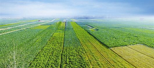 農業品牌策劃,品牌策劃公司