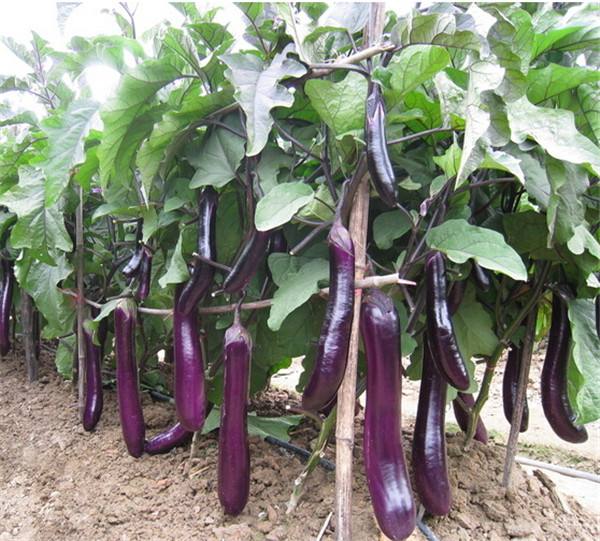 農產品品牌設計