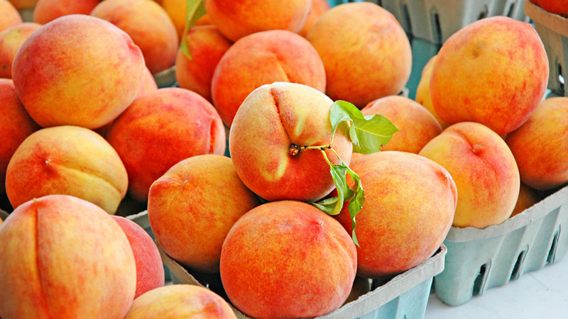 胡陳黃桃 胡陳黃桃