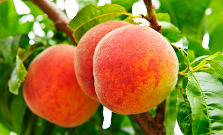 農業全案營銷咨詢助力農業企業營銷勢如破竹-美御全案營銷