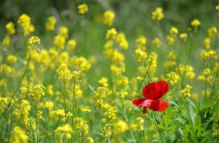 全案營銷公司為企業實現品牌與品牌之間的差異