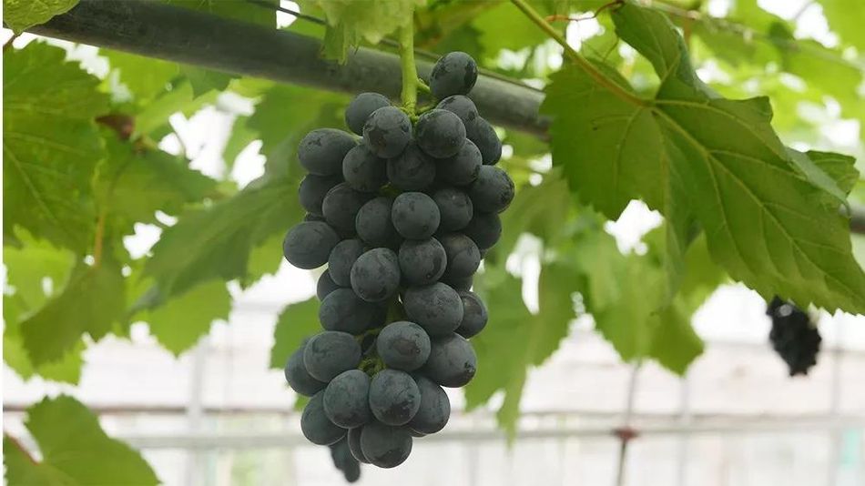 聚焦品牌轉型升級,推動馬陸葡萄品牌力持續向上