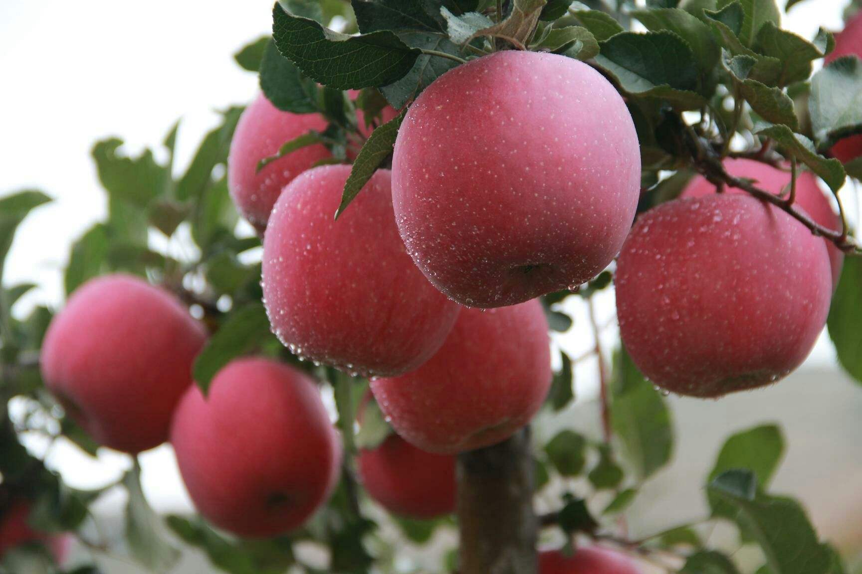 黃陵縣發展種植有機蘋果_提升品牌附加值