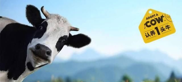 品牌戰略與營銷咨詢：認養一頭牛，乳業紅海突破之路