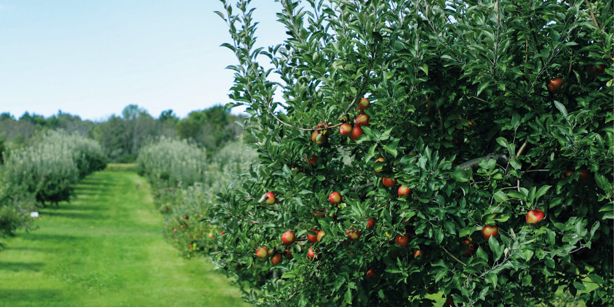果業公司品牌建設：水果品牌設計