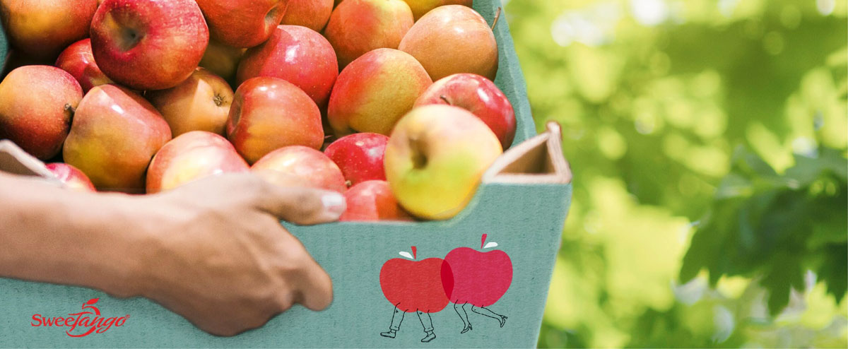 果業公司品牌建設：水果品牌設計