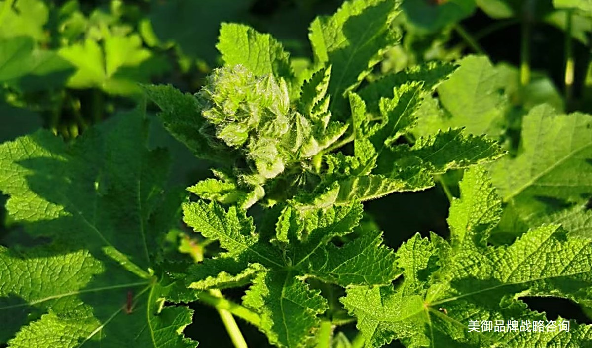 美御解析都市農業如何制定年度營銷策劃方案