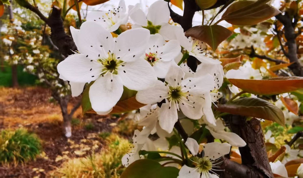 農業企業是否需要做品牌：品牌建設的價值有哪些？