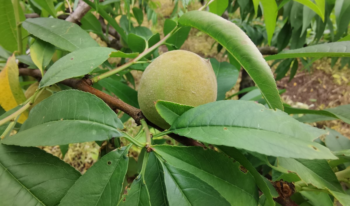 水蜜桃產(chǎn)業(yè)發(fā)展機會與品牌農(nóng)業(yè)建設(shè)策劃指南