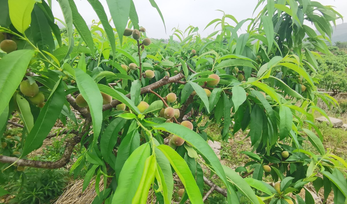 水蜜桃產(chǎn)業(yè)發(fā)展機會與品牌農(nóng)業(yè)建設(shè)策劃指南