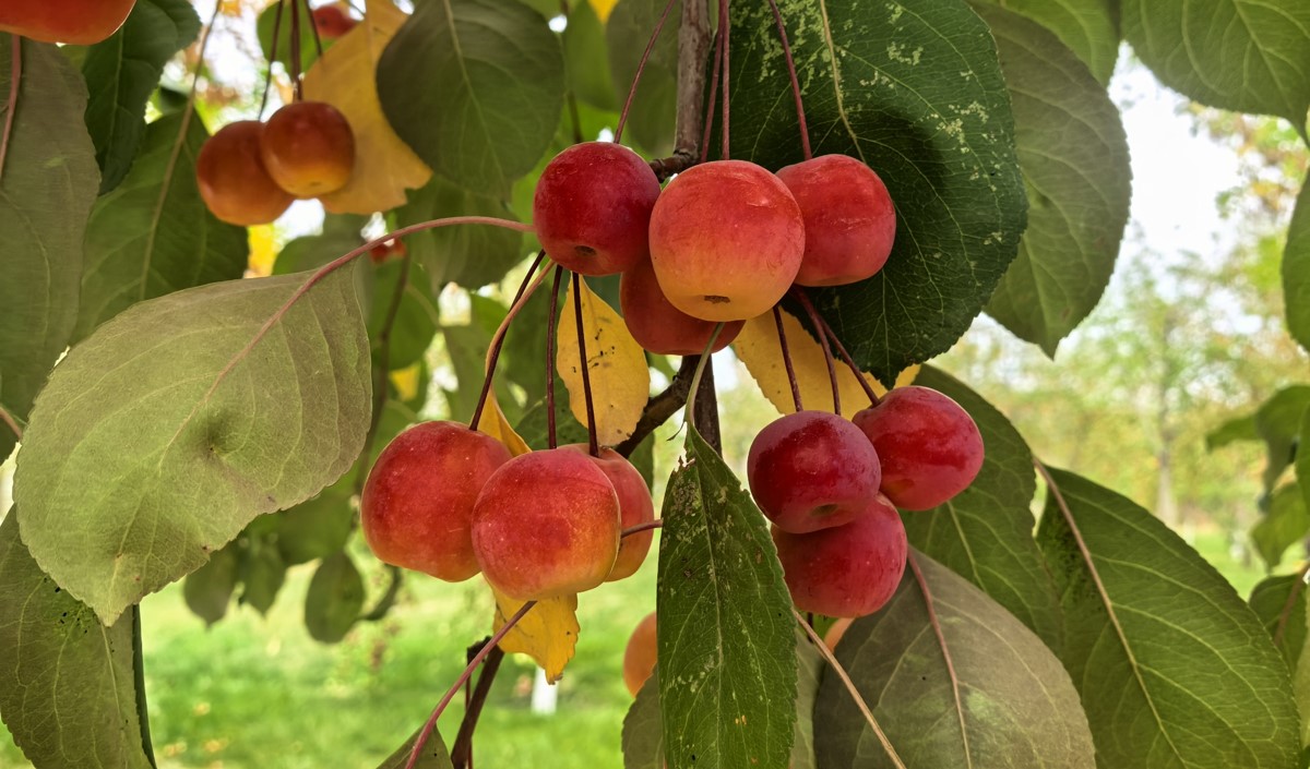 新疆水果企業全國知名品牌營銷戰略方案 新疆水果企業全國知名品牌營銷戰略方案