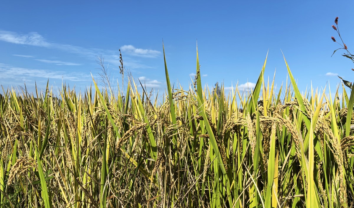 稻香里的新篇章：最美鄉村農業品牌化策劃方案